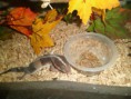 /album/nos-geckos/sam-1074-copie-jpg/